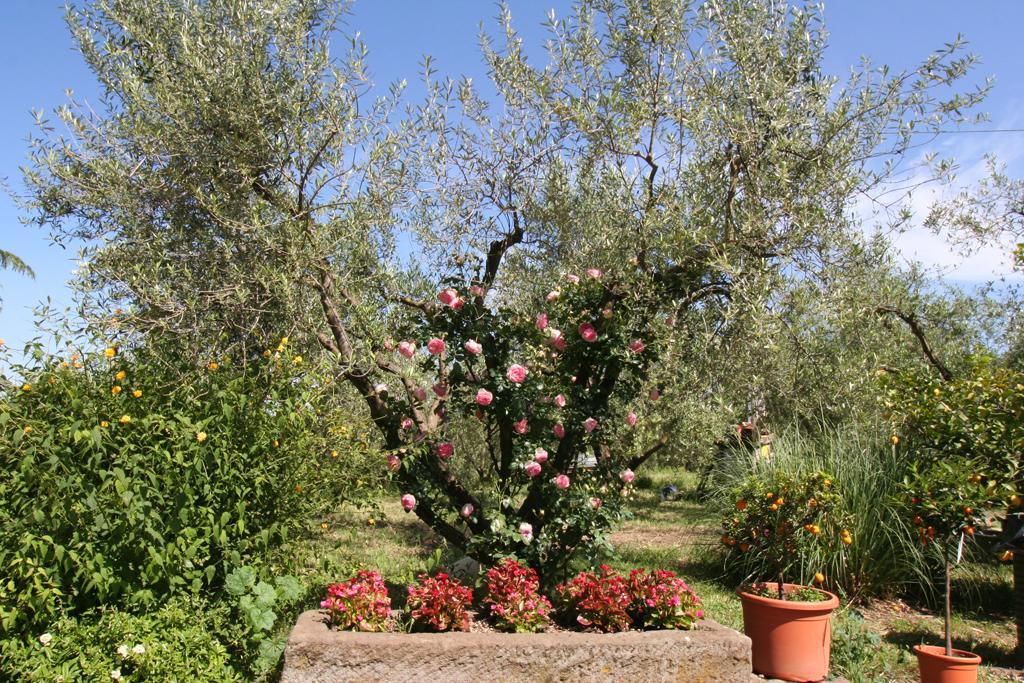 Agriturismo Le Caselle Hotel Viterbo Zewnętrze zdjęcie